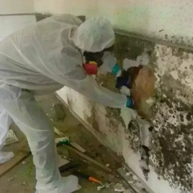 Mold Remediation and Removal in Allendale, NJ